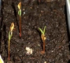 Sequoiadendron at 2 weeks old