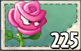 Roseswordman Seed Packet.png