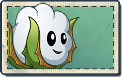 Cottonyeti Seed Packet.png