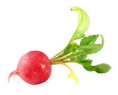 Radish