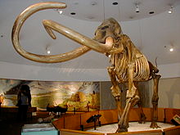 Mammoth Skeleton