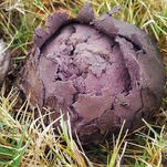 Purple-sporedPuffball