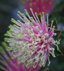 Banksia cuneata