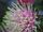 Banksia Boxer