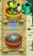 Goo Peashooter being watered in the Zen Garden