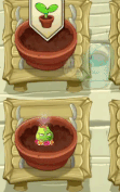 Lava Guava (Lei) being watered (animated, 10.5.2)