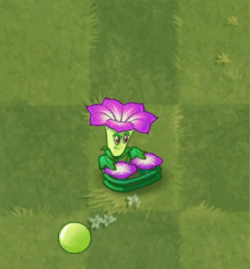 Morning Glory (Chinese version of Plants vs. Zombies 2)