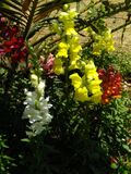 180px-Antirrhinum majus 6