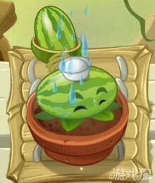 65-Melonpulta regado.jpg