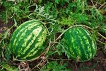 Watermelongrowing