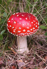 800px-Amanita muscaria (fly agaric)