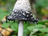 Poison Mushroom
