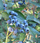 Real life examples of Cyanococcus, the plant Bluesberry is based on