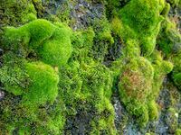 Moss