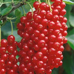 Redcurrants