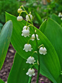 Convallaria majalis