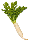 Radish PNG31