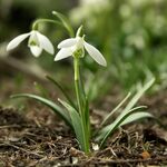 Galanthus nivalis