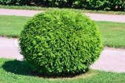 A small bush