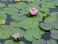 Lilly pad pond flower stock by Enchantedgal Stock