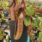 Brown pitcher plant