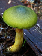 Cortinarius austrovenetus 45928