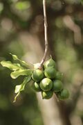 Macadamia nuts on tree.jpg