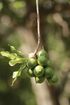 Macadamia nuts on tree