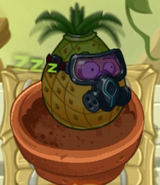 Pineapple sleeping in the Zen Garden