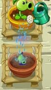 Shadow Peashooter being watered in the Zen Garden