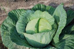 Healthy-looking-cabbage