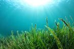 Seagrass
