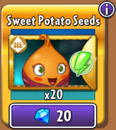 Sweet Potato's seed packets in the store