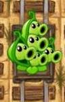 Pea Pod with five heads