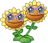 Twin Sunflower (star shades)