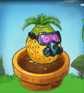 Pineapple inside a Flower Pot