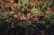 Cranberry, the real-life plant Cran Jelly is based on