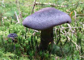 A violet webcap (Cortinarius violaceus)