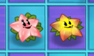 Starfruit next to with Angel Starfruit