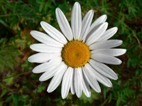 Common Daisy