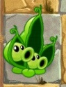 Pea Pod with two heads.