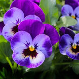 Violets