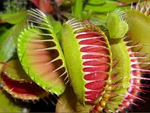Venus Flytrap.png