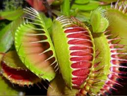 Venus Flytrap