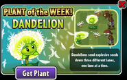 Dandelion featured as Plant of the Week (2025)