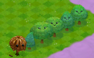 All trees in the Player's Town