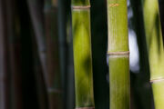 Bamboo Feb09.jpg