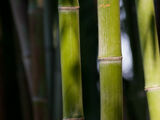 Bamboo Spartan