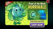 Hurrikale featured as the Plant of the Week