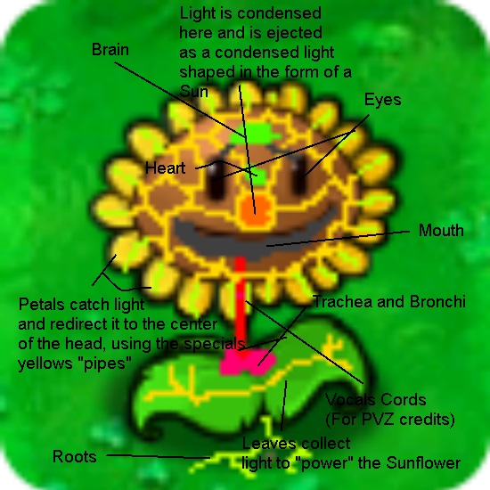 Sunflower, Plants vs. Zombies Wiki